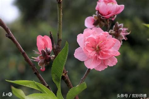 爛桃花是什麼